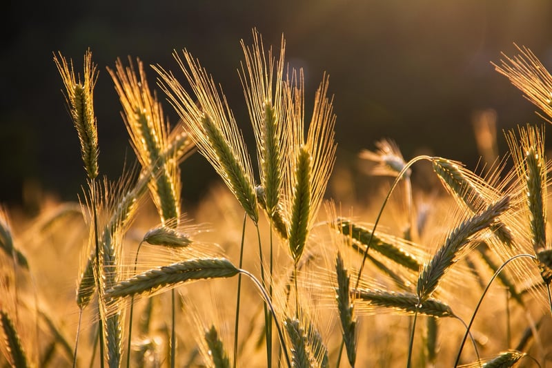 Harvest Celebrations