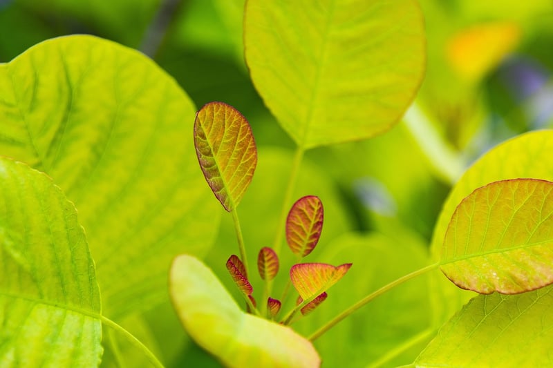 Plant Marker